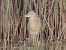Sgarza ciuffetto (Ardeola ralloides) © Claudio Bucciarelli