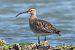 Eurasian Whimbrel (Numenius phaeopus) © Claudio Bucciarelli