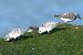 Sanderling (Calidris alba) © Claudio Bucciarelli
