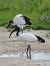 Ibis sacro  - Alessandro Poto