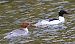 Smergo maggiore (Mergus merganser) © Angelo Pasqua