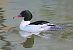 Smergo maggiore (Mergus merganser) © Angelo Pasqua