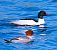 Smergo maggiore (Mergus merganser) © Angelo Pasqua