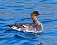 Smergo maggiore (Mergus merganser) © Angelo Pasqua