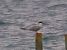 Sterna comune (Sterna hirundo) © Angelo Pasqua