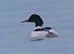 Smergo maggiore (Mergus merganser) © Angelo Pasqua