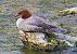 Smergo maggiore (Mergus merganser) © Angelo Pasqua