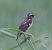 Stiaccino (Saxicola rubetra) © Angelo Pasqua