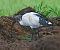 Ibis sacro (Threskiornis aethiopicus) © Angelo Pasqua