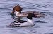 Smergo maggiore (Mergus merganser) © Angelo Pasqua