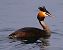 Svasso maggiore (Podiceps cristatus) © Angelo Pasqua