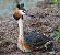Svasso maggiore (Podiceps cristatus) © Angelo Pasqua