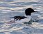 Smergo maggiore (Mergus merganser) © Angelo Pasqua