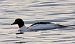 Smergo maggiore (Mergus merganser) © Angelo Pasqua