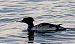 Smergo maggiore (Mergus merganser) © Angelo Pasqua