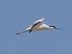 Avocetta (Recurvirostra avosetta) © Angelo Pasqua