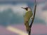 Picchio verde (Picus viridis) © Roberto Boscaini