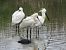 Spatola (Platalea leucorodia) © Dimitri Marrone