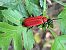 Pyrochroa coccinea © Maria Rita Gelso