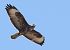 Poiana (Buteo buteo) © Horand Maier