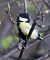 Cinciallegra (Parus major) © Horand Maier