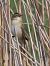Forapaglie comune (Acrocephalus schoenobaenus) © Horand Maier