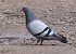 Piccione domestico (Columba livia f. domestica) © Horand Maier