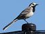 Ballerina bianca (Motacilla alba) © Horand Maier