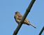 Strillozzo (Emberiza calandra) © Simona Inaudi