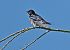 Hirondelle rustique (Hirundo rustica) © Marco Esposito