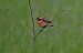 Stiaccino (Saxicola rubetra) © Marco Esposito