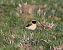 Western / Eastern Black-eared Wheatear (Oenanthe hispanica / melanoleuca) © Gianluca Congi
