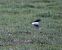 Eastern Black-eared Wheatear (Oenanthe melanoleuca) Anonymous