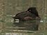 Moretta (Aythya fuligula) © Paolo Zucca