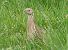 Quaglia (Coturnix coturnix) © Paolo Utmar (FVG)