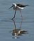 Cavaliere d'Italia (Himantopus himantopus) © Maria Paola Girardo
