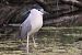 Nitticora (Nycticorax nycticorax) © Filippo Ferraioli