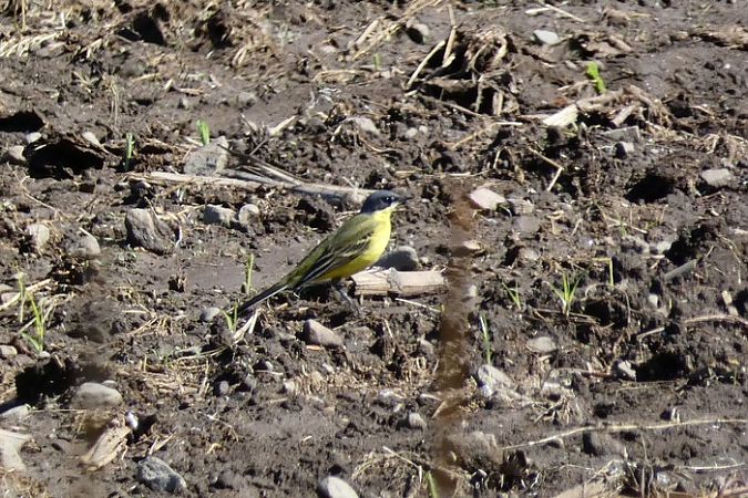 Cutrettola caposcuro (ssp. thunbergi)  - Massimiliano Pidò