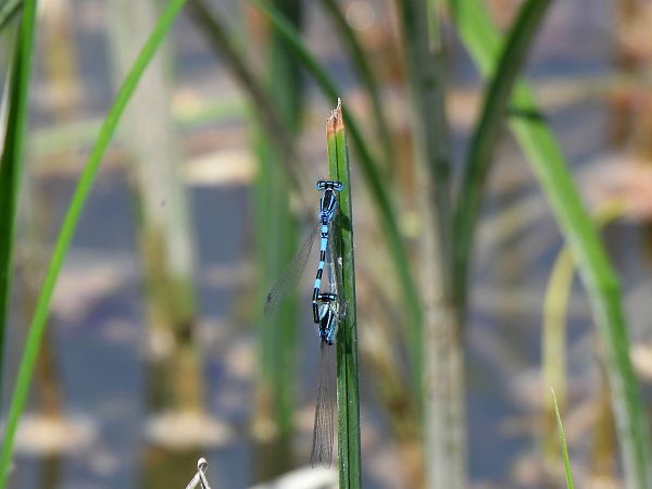 Coenagrion scitulum  - Lorenza Piretta