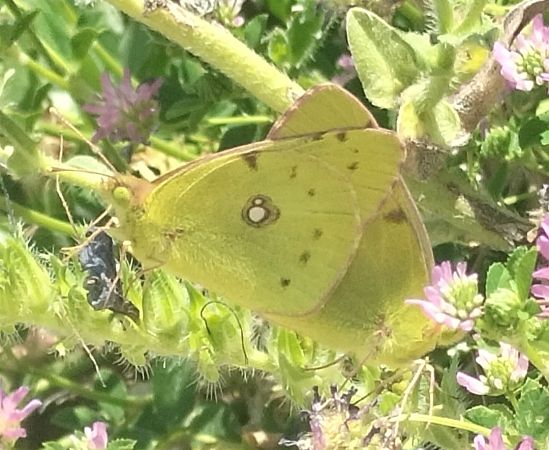 Colias crocea  - Giovanni Gambale