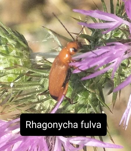Coleoptera sp.  - Giovanni Gambale