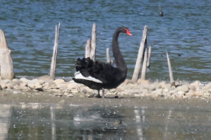 Cigno nero  - Giuseppe Colombo