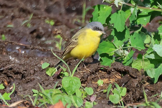 Cutrettola caposcuro (ssp. thunbergi)  - Giuseppe Colombo
