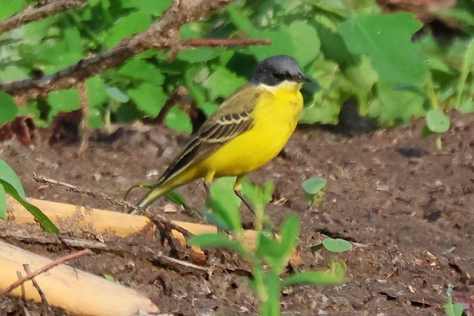 Cutrettola capinera (ssp. feldegg)  - Giuseppe Colombo