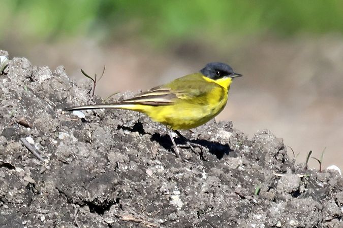Cutrettola capinera (ssp. feldegg)  - Giuseppe Colombo