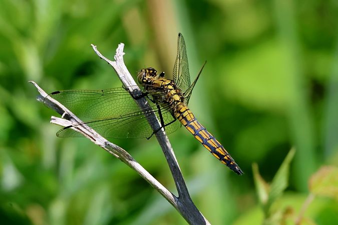 Orthetrum cancellatum  - Giuseppe Colombo