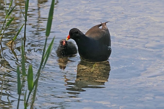 Gallinella d'acqua  - Giuseppe Colombo