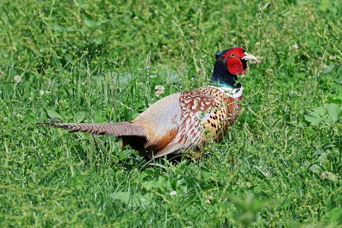 Common Pheasant  - Giuseppe Colombo