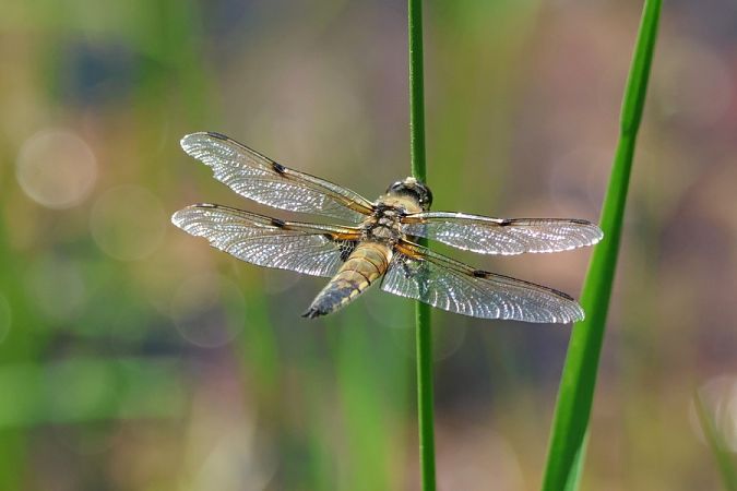 Libellula quadrimaculata  - Giuseppe Colombo