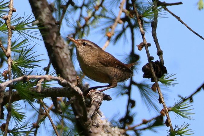 Scricciolo  - Giuseppe Colombo